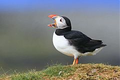 Atlantic Puffin